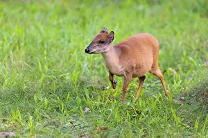 A female Red Forest Duiker (Cephalophus natalensis) stands in a green meadow