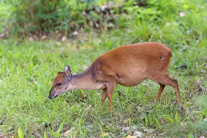A female Red Forest Duiker (Cephalophus natalensis) stands in a green meadow