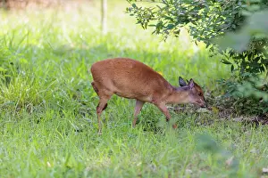 A female Red Forest Duiker (Cephalophus natalensis) stands in a green meadow