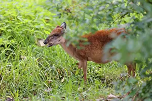 A female Red Forest Duiker (Cephalophus natalensis) stands in a green meadow