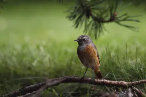 Female redstart