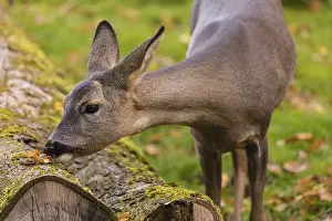 One female Roe Deer, (Capreolus capreolus)