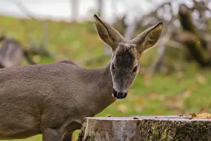One female Roe Deer, (Capreolus capreolus)