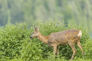One female Roe Deer, (Capreolus capreolus)