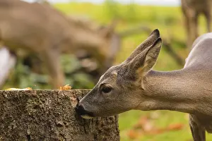 One female Roe Deer, (Capreolus capreolus)