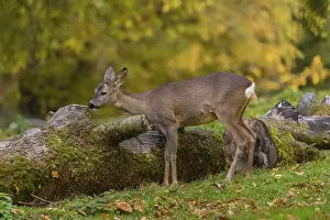 One female Roe Deer, (Capreolus capreolus)