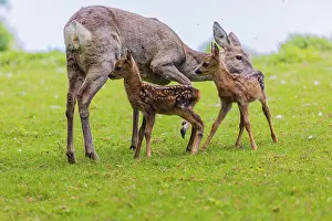 One female Roe Deer, (Capreolus capreolus)