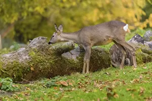One female Roe Deer, (Capreolus capreolus)