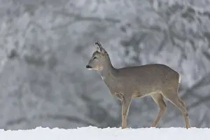 One female Roe Deer, (Capreolus capreolus)