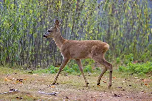 A female roe deer (Capreolus capreolus)