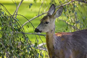 A female roe deer (Capreolus capreolus) eats fresh leaves from a tree