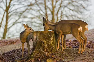A female roe deer (Capreolus capreolus) and her two fawns nibbling moss from a tree stump at sunrise