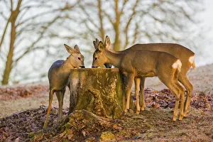 A female roe deer (Capreolus capreolus) and her two fawns nibbling moss from a tree stump at sunrise