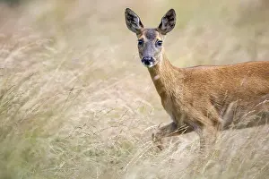 Female roe deer (Capreolus capreolus) in a meadow