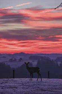 A female roe deer (Capreolus capreolus) stands in a meadow after a very cold night and waits for the sun to rise