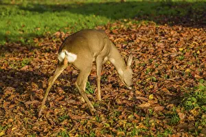 A female roe deer (Capreolus capreolus) stands in a meadow covered with leaves