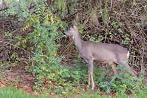 A female roe deer (Capreolus capreolus) stands in the thicket of a forest on a cloudy day
