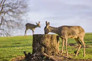 One female Roe Deer, Roe buck (Capreolus capreolus)