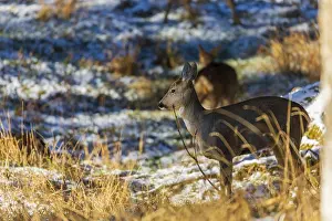 One female Roe Deer, Roe buck (Capreolus capreolus)