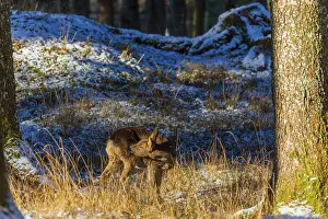 One female Roe Deer, Roe buck (Capreolus capreolus)