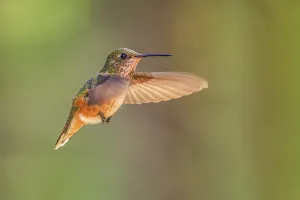 A female Rufous Hummingbird (Selasphorus rufus) hovering in mid-air