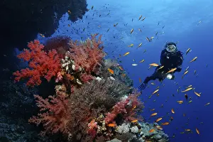 Female scuba diver exploring a coral reef of various magnificent soft corals and Wreckfish (Pseudoanthias sp)