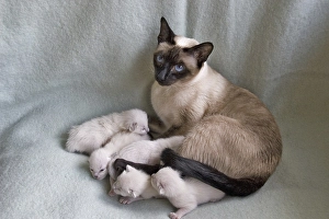Female Siamese seal point cat with one week old kittens