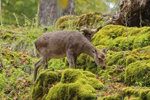 A female sika deer (Cervus nippon)