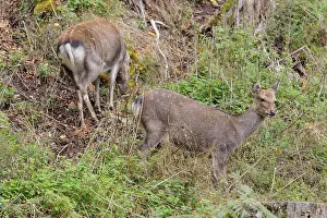 Two female sika deer (Cervus nippon) stand on a rocky but overgrown slope in search of food