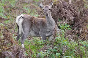A female sika deer (Cervus nippon) stands in hilly terrain in a clearing overgrown with ferns and searches for food
