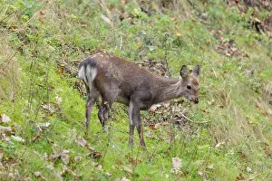 A female sika deer (Cervus nippon) stands in hilly terrain in a meadow