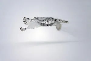 Female Snowy Owl (Nyctea scandiaca) (Syn)