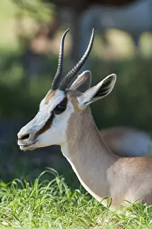 Female Springbok (Antidorcas marsupialis)