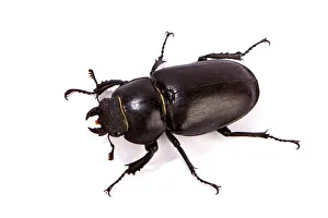 Female Stag Beetle isolated on white