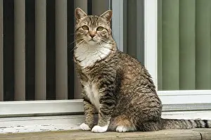 Female tabby cat sitting in front of house window door