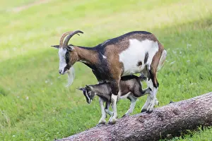 One female Tauernschecke goat, Capra aegagrus hircus