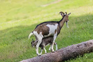 One female Tauernschecke goat, Capra aegagrus hircus