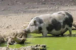A female Vietnamese pot-bellied pig