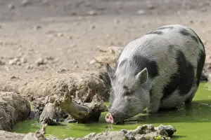 A female Vietnamese pot-bellied pig