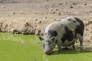 A female Vietnamese pot-bellied pig