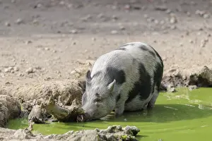 A female Vietnamese pot-bellied pig