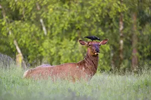 A female wapiti (Cervus canadensis) rests in a green meadow in the early morning