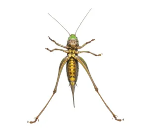 Female wart-biter, Decticus verrucivorus