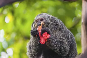 A female white-faced saki (Pithecia pithecia) sits in a Rose of Venezuela (Brownea grandiceps) tree