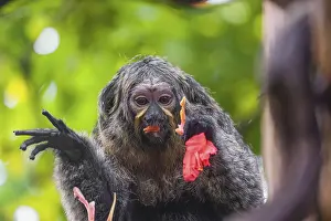 A female white-faced saki (Pithecia pithecia) sits in a Rose of Venezuela (Brownea grandiceps) tree