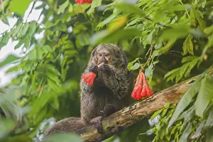 A female white-faced saki (Pithecia pithecia) sits in a Rose of Venezuela (Brownea grandiceps) tree