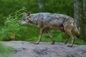 A female wolf with mammals moves carefully through the dense