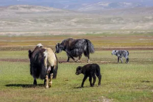Female yak with its baby in the pasture