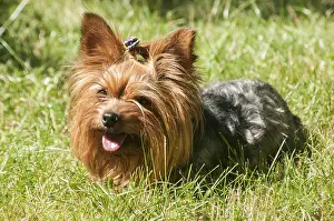 Female Yorkshire terrier dog on green lawn closeup