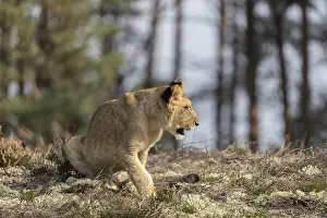 One female young lion (Panthera leo) running at a forest edge
